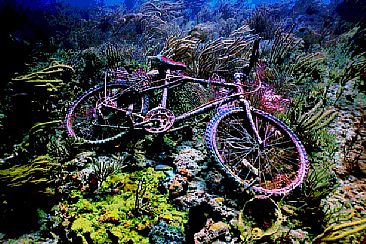 Ticket to Ride - Bicycle on coral reef before Hurricane Frances by Karen Fischbein